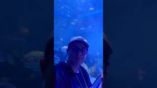 Visitando el acuario Oceanografic Parte 3 [upl. by Kcirtapnhoj82]