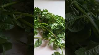 spinach basale harvesting like and subscribe subscribe [upl. by Joiner]