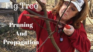 Pruning and Propagating Fig Trees [upl. by Mansoor213]