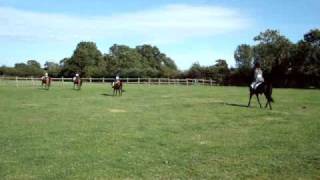 Caspian horse CBS Show 2009 [upl. by Eilatan354]