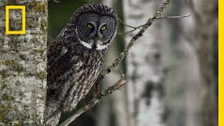 Great Grey Owl  Untamed Americas [upl. by Rie323]