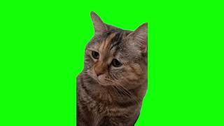 Green Screen Sad Meowing Cat Meme [upl. by Humbert743]