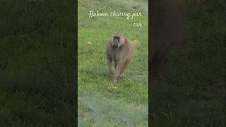 Baboon Chase 🐒🚗 A Wild Ride [upl. by Xenia370]