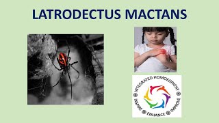 Latrodectus Mactans by INTEGRATED HOMOEOPATHY [upl. by Cherianne114]