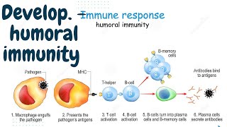 Humoral immunity development of humoral immunity Types of immunity [upl. by Lavotsirc]