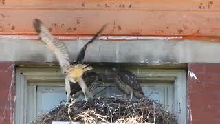 Redshouldered Hawk Eyasses [upl. by Leihcar41]