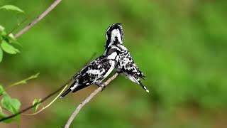 Pair of Pied Kingfishers [upl. by Petronella973]