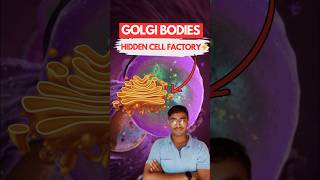 ⚡GOLGI BODIES The Hidden Cell Factory You’ve NEVER Heard Of  NEET Biology Class 11th [upl. by Palocz]