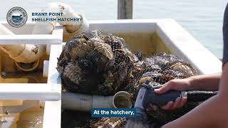 Tour the Brant Point Shellfish Hatchery [upl. by Melodee]