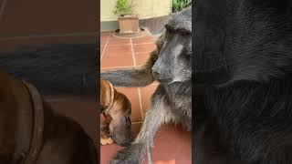 Cindy the Baboon wanted a hug from Rigby the Puppy 🥰😂 baboon puppy funnyanimals cuteanimals [upl. by Nwahsiek597]