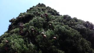 Cupressus sempervirens Stricta seed pods  Italian Cypress HD 01 [upl. by Dibrin579]