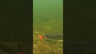 The goldfish is easy prey for this pike  pike fishing underwater [upl. by Mckee]