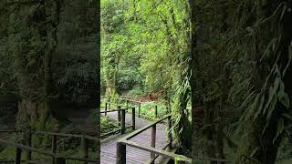 4300 years old swamp forest Doi Inthanon wildlife mountains trip [upl. by Remington]