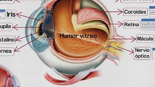 🔵 Partes del OJO HUMANO y sus Funciones ✔️ [upl. by Amikat12]