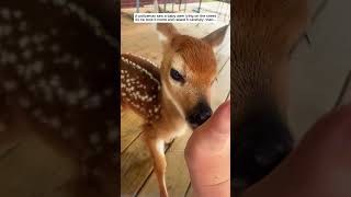 A policeman saw a baby deer lying on the street then deer babydeer short [upl. by Yruama413]