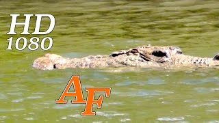 Crocodile Stalks Fishermen Croc attack imminent Andysfishing Hinchinbrook EXCLUSIVE VIDEO EP180 [upl. by Ingmar406]