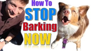 How to Teach Your Dog Not to Bark Humanely and Effectively 3 Things You Can Do Right Now [upl. by Nonnac402]