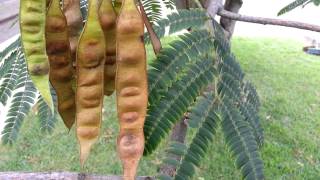 Albizia julibrissin seed pods  arborele de matase mimosa  Persian Silk Tree HD 04 [upl. by Nahsyar688]