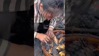 The process of collecting pine nuts from pine cones [upl. by Nanice]