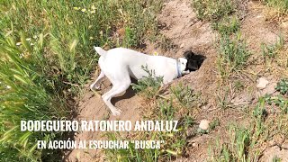 Bodeguero andaluz en acción Su instinto cazador se activa a escuchar la palabra “busca” [upl. by Atirabrab715]