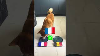 Euro 2024 Football GAMES PREDICTION Dog Predicts France vs Belgium amp Slovenia vs Portugal 🐶⚽ [upl. by Muldon]