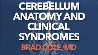 Cerebellum Anatomy and Clinical Syndromes [upl. by Reham286]