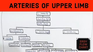 Arteries of the Upper Limb  Flow Chart  Easily explained in Hindi  Anatomy  Blood Circulation [upl. by Ramaj]