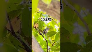 中午吃飯遇見北掠鳥北掠鳥賞鳥 birds Agropsar sturninustaiwan [upl. by Girhiny]