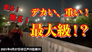 【江戸川区新川で釣り】ウナギが釣れた場所で釣りしたらヤバいやつ釣れた！《2021年4月27日》 [upl. by Kos]