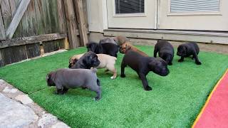 4 week old Cane Corso puppies [upl. by Aisirtap58]