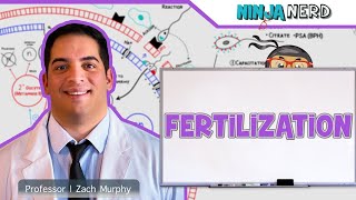 fertilization process in humanfertilization kasa hoti ha viralvideo fertilization [upl. by Healey]