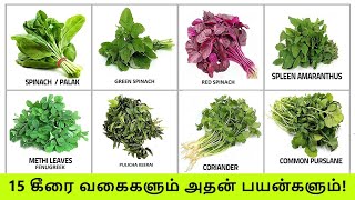 TOP 15 கீரை வகைகளும் அதன் பயன்களும்  Keerai Vagaigal And Benefits In Tamil  Greens amp Spinach Types [upl. by Desmund]