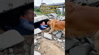 Golden Retriever cleverly found the sound and bravely dug to rescue the trapped child in the rubble [upl. by Bouchard760]