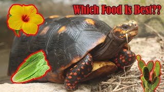 What To Feed Redfoot Tortoises [upl. by Yerffeg]