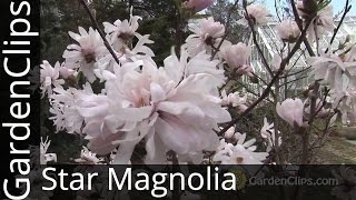 Star Magnolia  Magnolia stellata  How to grow Star Magnolia [upl. by Liatrice]