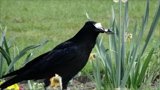 Tuileries une corneille noire aime la mayonnaise 3 avril 2017 [upl. by Filomena]