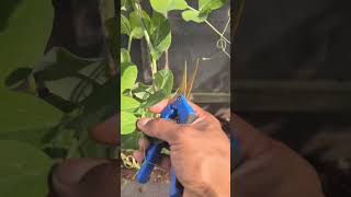 How To Make Snap Peas Grow Faster 🫛 Grow More In Less Time  peas shorts garden [upl. by Gaillard35]