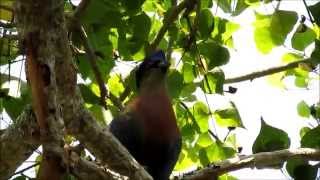 Purple Crested Turaco calling [upl. by Parik207]