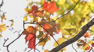 Fall foliage colors in Millinocket looking good for leaf peepers and business [upl. by Haneekas]