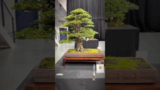 Taxus Baccata  Bonsai Show Live 2024 bonsai bonsaitree bonsaishow bonsaiart tree bonsaiworld [upl. by Loredana]