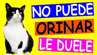 Preguntas Frecuentes sobre la INFECCIÓN URINARIA en Gatos ¡ RESUELTAS [upl. by Orella]