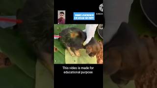 Insect removal from puppys belly by kokkachi🙏 shorts [upl. by Kam206]