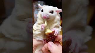 吃个蚕蛹怎么还吃塞牙了呢😂😂 cute sugarglider pets [upl. by Lionello220]