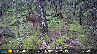 Bad Benteim Germany wildlife  93 Deer working on his antlers [upl. by Watts143]