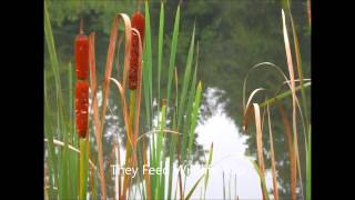 Cattails For Sale [upl. by Ayam72]