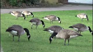 meanes park swans and geese wigan 7th February 2024 [upl. by Vipul]