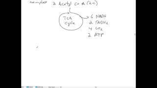 Glycolysis TCA Cycle and ETC [upl. by Tisman728]