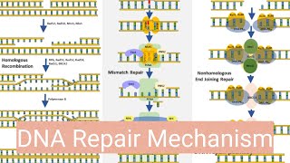 Dna repair mechanism [upl. by Ardua]