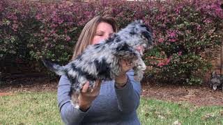 Leftys F1b AussieDoodle Puppies at 7 weeks old [upl. by Corell]