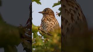 Song Thrush Singing  Bird Songs and Calls [upl. by Mojgan]